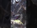 Stop by and see the American red wolves. This footage was shot from our public hiking trail. 🐺