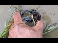 How to catch a Crab 🦀🦀🦀#crab #crabbing #food #shorts #nature #fishing #youtubeshorts