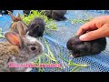 Little Baby bunny rabbit screaming | it’s So Cute Bunny crying