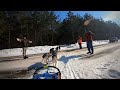 Northern Pines Mid-Distance Sled Dog Race 2023