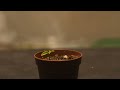 GRAPEFRUIT TIME LAPSE (2 WEEKS)