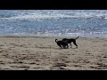 Shmoo makes a new friend at Venice Beach 3.9.24