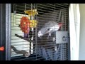 Rafiki the African grey parrot chatting.