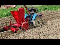 Potato planting 2024 Vari / Agzat / Tecak