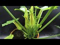 Growing Zucchini Time Lapse - Seed To Fruit in 78 Days