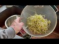 How to Grow Bean Sprouts at Home #beansprouts #gardening