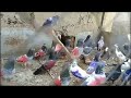 12July2024 لکی مروت بنوں کونج پرندوں کاچینل pigeons videos pigeon chiks pigeon farming pigeonracing