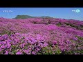 [한국대표 BEST 봄꽃명소 40선] 3·4·5월은 여기만 보고 떠나세요. 여행 에디터가 촬영 편집한 눈길·마음을 사로잡는 A등급 봄꽃 명소와 촬영 성지-trip in korea