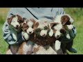 Cute Baby Animals - Animals Relaxation Film With Calming Relaxing Music & Real Sound #3