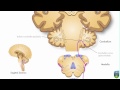 AXON: Spinocerebellar Pathway (Unconscious Proprioception) from Foot (3 of 9)