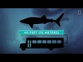 5 Big Sharks That Rule the Sea | Nat Geo Wild