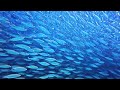 Bonaire Diving - Amazing Bait Ball 4K