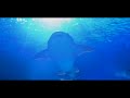 Valencia 🌞 Spain 🇪🇸 Cinematic Travel Video | Huawei P20 Pro + Zhiyun Smooth 4 & GoPro 7 Black