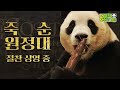 (SUB) Thief Panda Steals Bamboo Shoot😋│ Panda World🐼