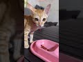 I feed starving stray cat for almost 2 months