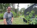 Growing Tropical Fruit Trees In South Florida