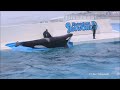 ラビーがキレッキレで絶好調!! 鴨川シーワールド シャチショー KamogawaSeaWorld  orca killerwhale