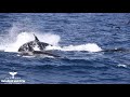 Humpback Survives Killer Whale Attack in Bremer Canyon