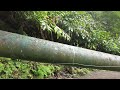 Salto do Cabrito 🇵🇹 São Miguel 🇵🇹 Azores 🇵🇹 Portugal 🇵🇹 4K 60fps walk in the beautiful jungle 4K UHD