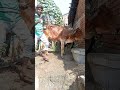 Sanjit animals Cow animals Lover's Tandig Short Viral Comedy Video