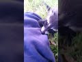 I Frustrated a Tiny Baby Raccoon