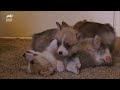 Corgi Pups Explore The World On Their Tiny Legs | Too Cute!