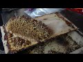 A Complete Guide to How to Break a Trigona Bee Colony