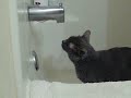 Aqua Zonk (Drinks water from bathtub faucet)