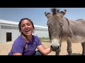 Are donkeys the proper livestock guards for you?