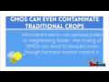 GMO Video