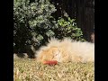 Persian cat enjoying the California sun.
