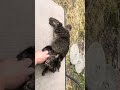 Buddy boy does an Attack (kitty war)