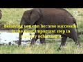 Elephant Short story || Belief|| Motivational quotes one minute therapy 33