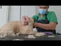 Persian cat grooming|Persian cat transformation|#cutepersiancat|#catlover