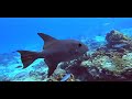 Scuba diving across the Caribbean  2022,  93 dives,  A  2 hour underwater relaxation video in 4K.