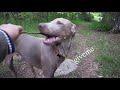 Davinci the Weimaraner - Morning Dog Vlog