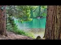 🎶 Serene Piano Melodies for Relaxation and Study | Tranquil Stream with Lush Greenery 🍃