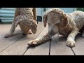 Doodles Eating Pup Cups - They Love It!