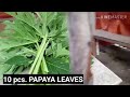 How to cook PAPAYA LEAVES (healthy) (delecious)