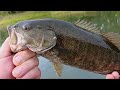 THE KANSAS ANGLER OH YES LIVE ACTION SMALLMOUTH BASS  ON A ZOOM WADING IN THE RIVER