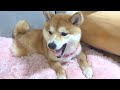 子犬が眠りから覚めると、目の前に・・・