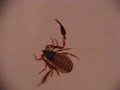 Pseudoscorpion Moving