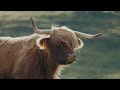 Cow Ranch Grazing Cows in the mountains • Cow Farming • Happy Cows Video