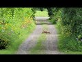 Buddy sneaking up on a rabbit!!!