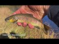 Discovering A Hidden High Country Gem! Licola Fishing Adventure