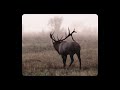 2023 Pennsylvania Elk Rut with Bugling Elk