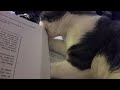 Cat vs homework