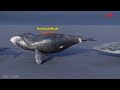 Size Comparison : whale and dolphin  | 3D Animation