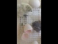 Hatch Day for Silkie Chicks