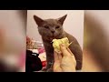 Funniest Dogs And Cats Videos 2024😽You Laugh You Lose🐶